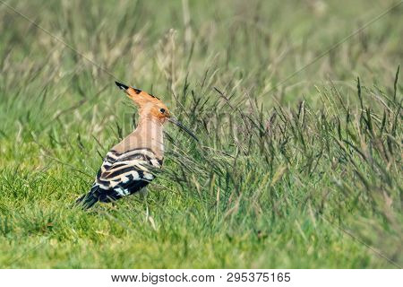 Hoopoe, Common Hoopoe (upupa Epops) Eurasian Hoopoe