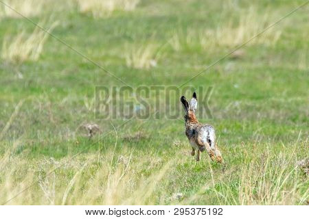 European Brown Hare (lepus Europeaus) Running In Field