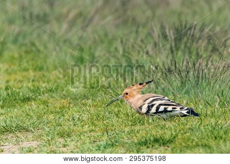 Hoopoe, Common Hoopoe (upupa Epops) Eurasian Hoopoe