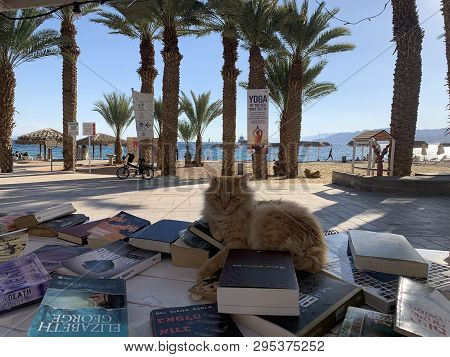Eilat, Israel - March 03, 2019: Red Cat Lying On The Counter Bookcrossing On The Promenade In Eilat