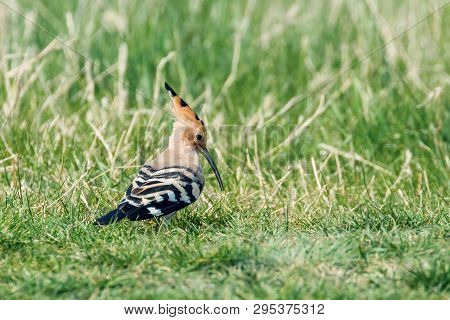 Hoopoe, Common Hoopoe (upupa Epops) Eurasian Hoopoe
