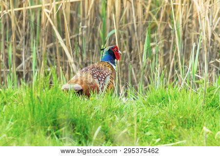 Ringneck Pheasant Male (phasianus Colchicus) Ring Necked Pheasant