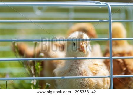 A Buff Orpington Chick Peeks Through The Cage.