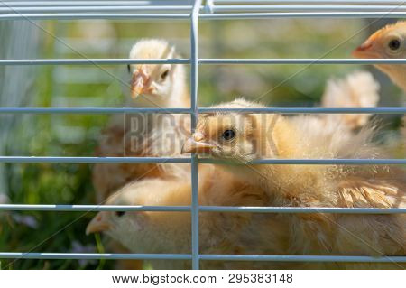 A Buff Orpington Chick Peeks Through The Cage.