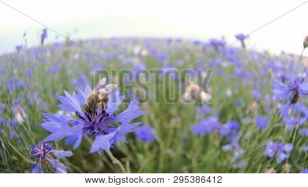 A Busy Bee Is Pollinating A Blue Knapweed Meadow Flower In The Summer Field Without People Close Up 