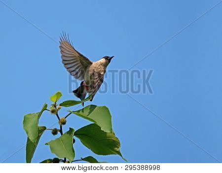 Closeup Sooty-headed Bulbul Birds Is Flying In The Air Isolated On Blue Sky