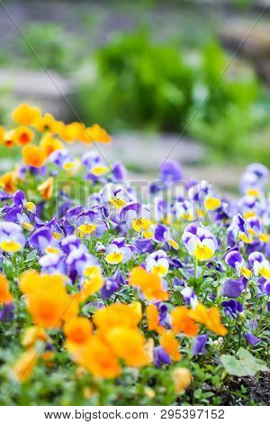 Beautiful Spring Pansy Seasonal Ornamental Flowers In The Garden. Viola, Violet Plants.