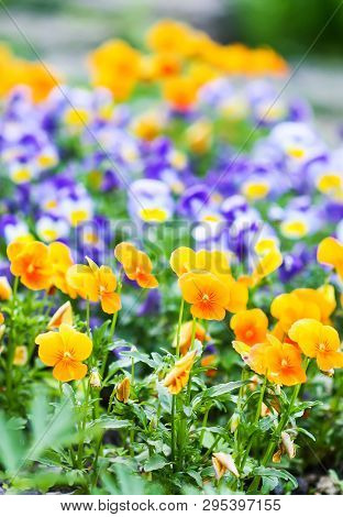 Beautiful Spring Pansy Seasonal Ornamental Flowers In The Garden. Viola, Violet Plants.