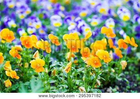 Beautiful Spring Pansy Seasonal Ornamental Flowers In The Garden. Viola, Violet Plants.