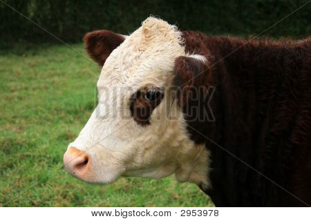 Cabeza de vaca