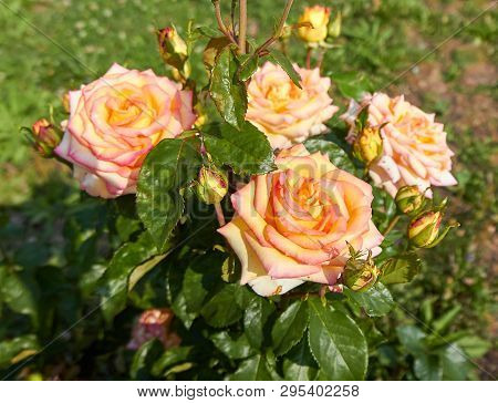 Close-up Shots Of Beautiful Roses In The Garden