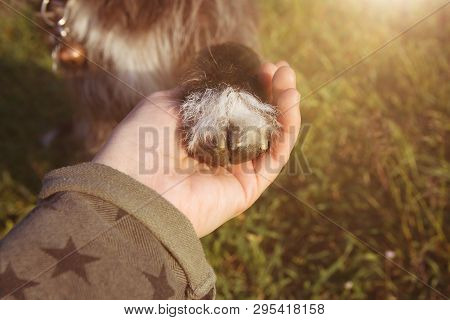 Dog Love Obedience. Close-up Puppy High Five On Green Grass.