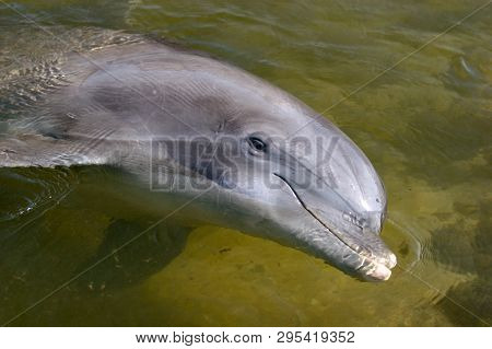 Bottlenose Dolphin (tursiops Truncatus) In Shallow Lagoon Looking Up And Smiling