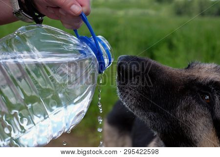 Hand With Bottle Giving Water To A Dog, Outdoor Close-up Imahe