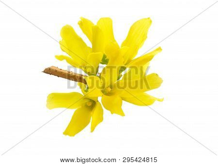 Forsythia Is A Genus Of Flowering Plants In The Olive Family Oleaceae. Common Names, Along With East