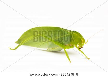 Green Locust Isolated On White Background, Grasshopper, Insect