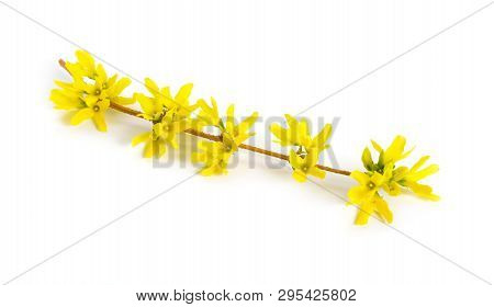 Forsythia Is A Genus Of Flowering Plants In The Olive Family Oleaceae. Common Names, Along With East