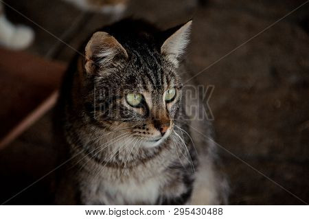 Lonely Cat Sitting In The Animal Shelter