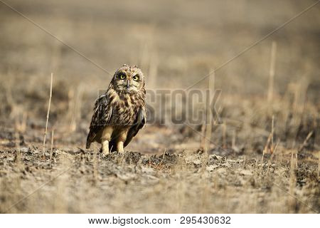 Short Eared Owl, Asio Flammeus Uran, Mumbai From Maharashtra, India