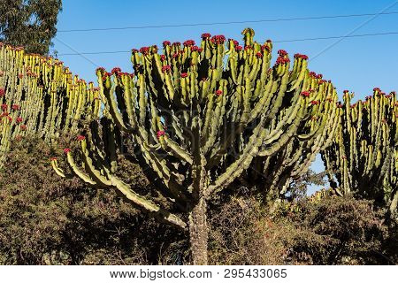 Candelabra Trees Euphorbia Candelabrum Near Wukro Cherkos In Ethiopia