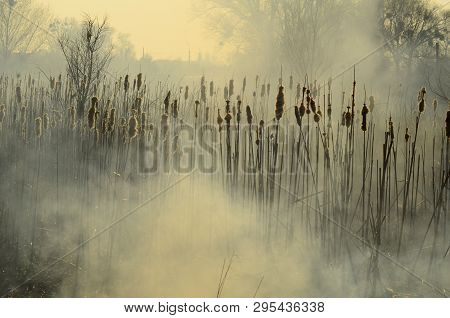 Coastal Zone Of Marsh Creek, Strong Smoke From Fire Of Liana Overgrowth. Spring Fires Of Dry Reeds D