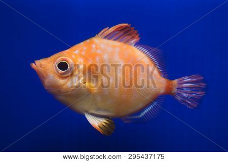 Boarfish (Capros aper). Marine fish. 