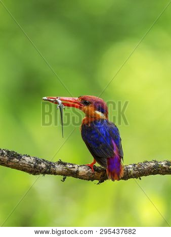 Oriental Dwarf Kingfisher, Ceyx Erithaca With Kill, Konkan, Maharashtra State Of India