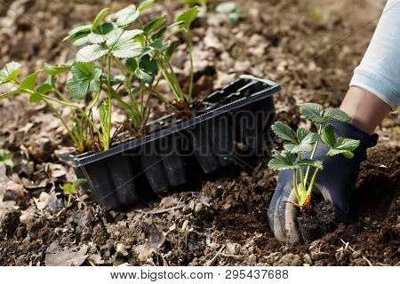 Gardener Planting Strawberry Seedlings In Freshly Ploughed Garden Beds. Organic Gardening, Healthy F