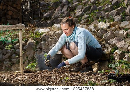 Gardener Planting Seedlings In Freshly Ploughed Garden Beds. Organic Gardening, Healthy Food, Nutrit