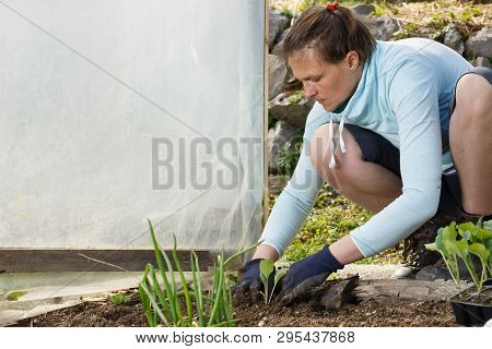 Gardener Planting Cauliflower Seedlings In Freshly Ploughed Garden Beds. Organic Gardening, Healthy 