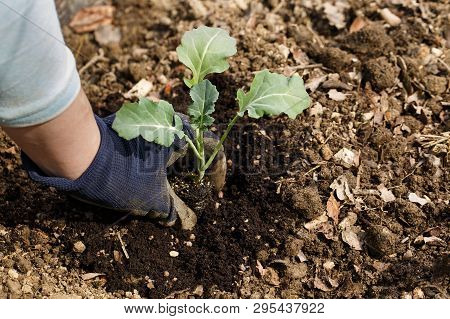 Gardener Planting Broccoli Seedlings In Freshly Ploughed Garden Beds. Organic Gardening, Healthy Foo