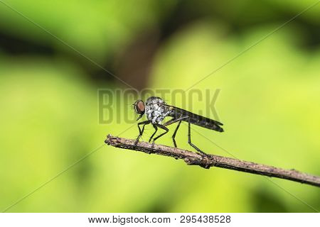 Robberfly Also Called Assassin Flies, Kas Plateau, Satara, Maharashtra India