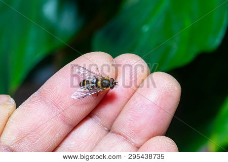 A Friendly Hover Fly On A Hand.close Up Macro
