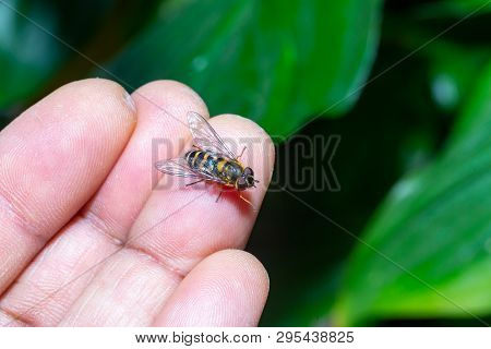 A Friendly Hover Fly On A Hand.close Up Macro