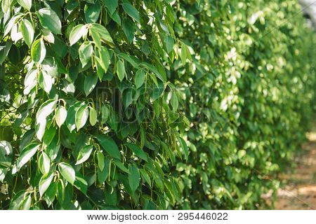 Pepper Field At Phu Quoc, Viet Nam, Group Of Pepper Plant In Green, This Farm Product Is Export Prod