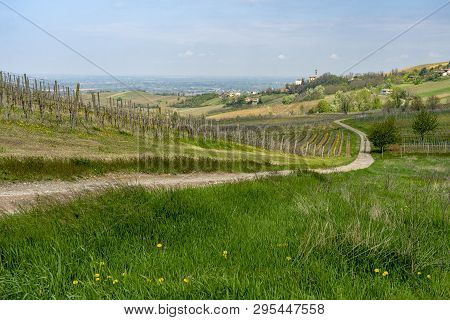 Oltrepo Pavese, Pavia, Lombardy, Italy: Country Landscape Of The Vineyards In Springtime (april)