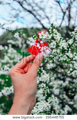 Bulgarian Traditional Spring Decor Martenitsa, Hold In Hand, Blossom Tree Background. Baba Marta Hol