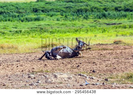 Gnu antelope gives birth in the savannah. Safari - tour to the famous Kenyan reserve Amboseli National Park, Kenya. The concept of exotic, ecological and phototourism