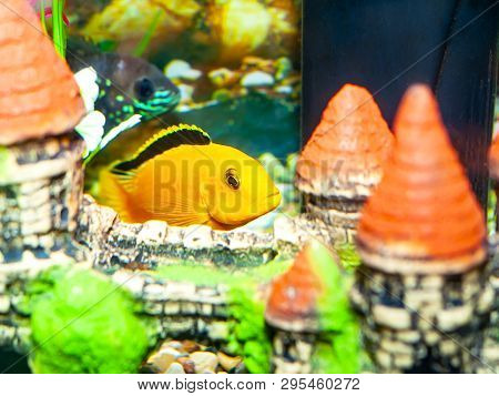 Aquarium Fish Labidochromis Yellow From The Family Of Cichlids In The Aquarium Close-up