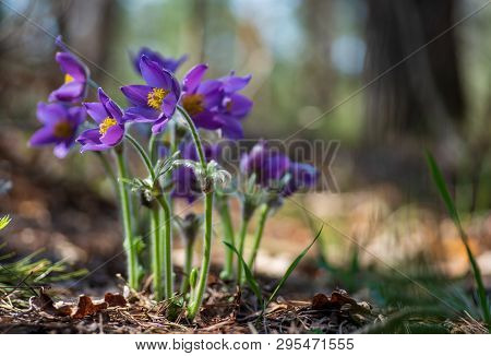 Pasque Or Anemone Flowers In Sunny Spring Forest