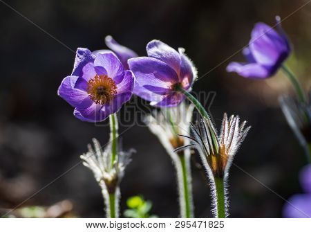 Pasque Or Anemone Flowers In Sunny Spring Forest