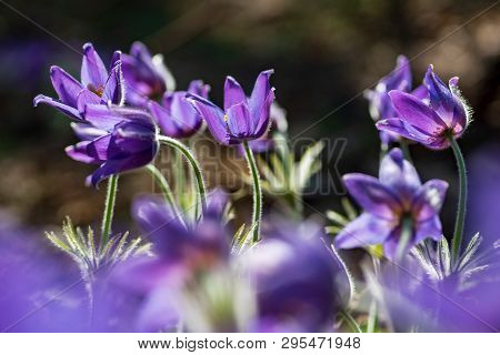 Pasque Or Anemone Flowers In Sunny Spring Forest