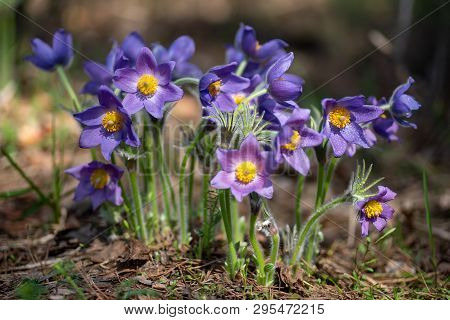 Pasque Or Anemone Flowers With Drops Of Dew In Sunny Spring Forest