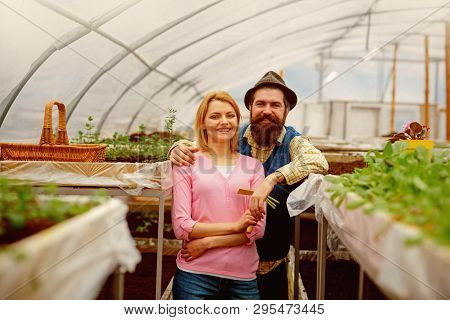 Polycarbonate Greenhouse. Polycarbonate Material For Greenhouse. Polycarbonate Greenhouse Industry. 