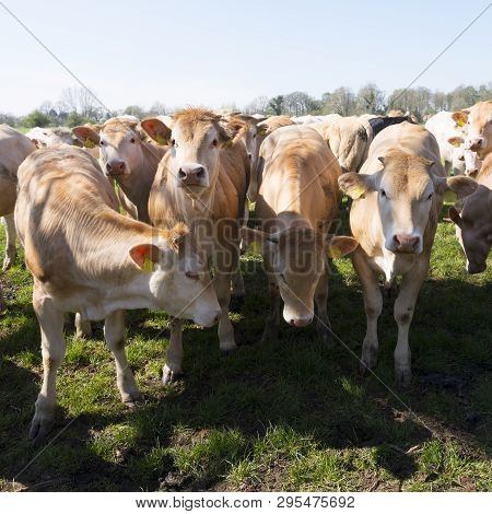 Young Blonde D' Aquitaine Cows And Calfs In Green Spring Landscape Near Dutch Town Of Geldermalsen
