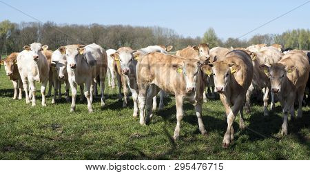 Young Blonde D' Aquitaine Cows And Calfs In Green Spring Landscape Near Dutch Town Of Geldermalsen