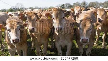 Young Blonde D' Aquitaine Cows And Calfs In Green Spring Landscape Near Dutch Town Of Geldermalsen