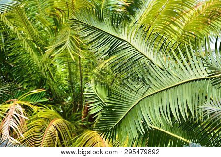 Cycads Palm Trees Leaves Growing In Botanical Garden. Green Leaves Background.