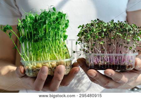 A Man Holds In His Hands Fresh And Green Sprouts Of Germinated Seeds Of Peas And Red Cabbage Are Ric