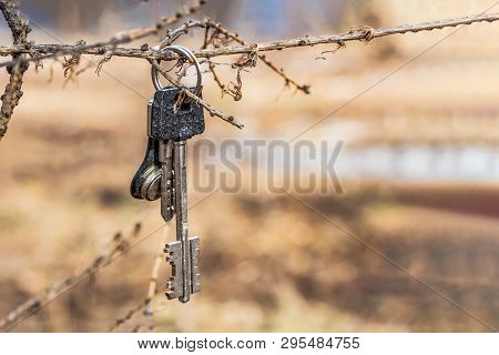Bunch Of Shiny Metal Lost House Keys On Ring Hanging On A Tree Branch
